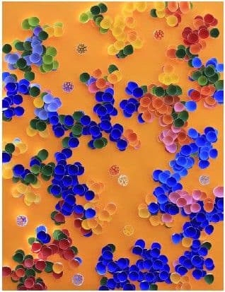 BLOOM OF BLISS IV - LARISA SAFARYAN